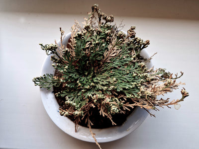 Rose of Jericho