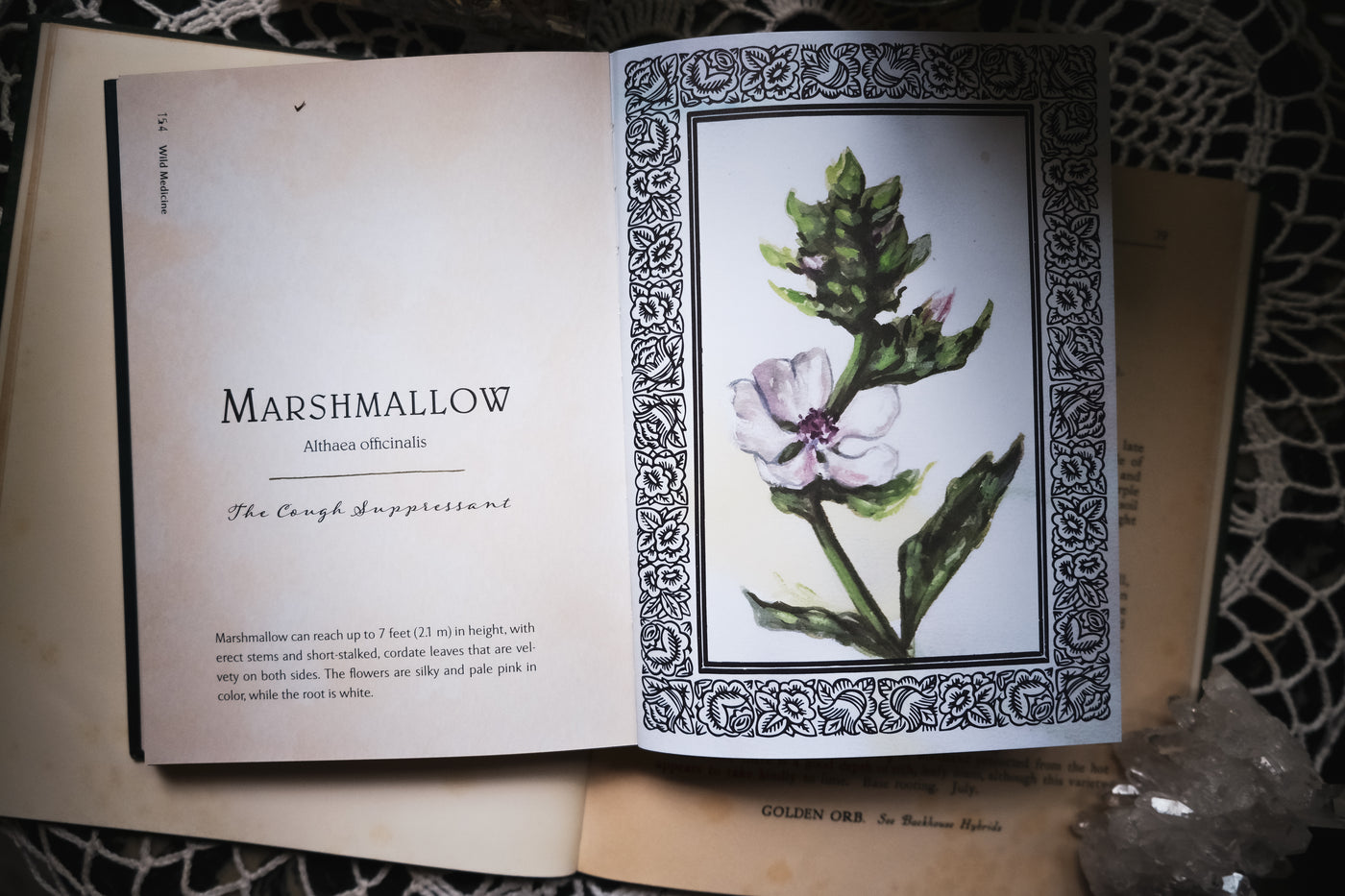 Wild Medicine: Tamed Wild's Illustrated Guide to the Magick of Herbs